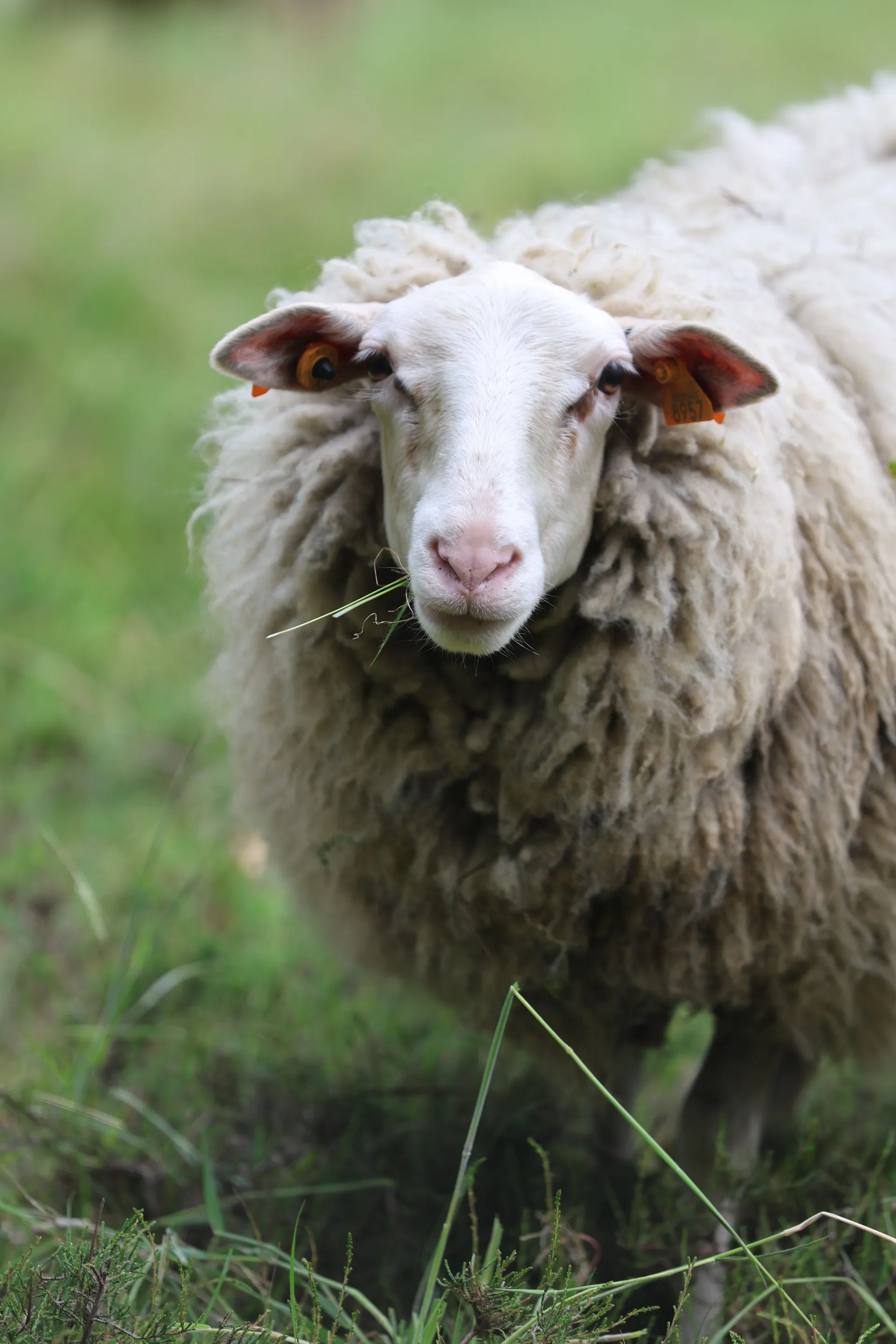 KAMBING BIRI-BIRI