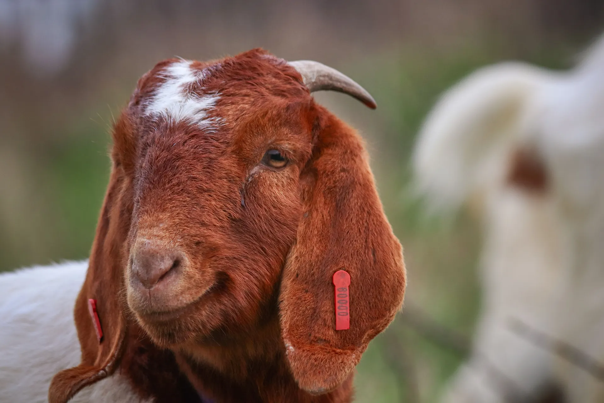 KAMBING